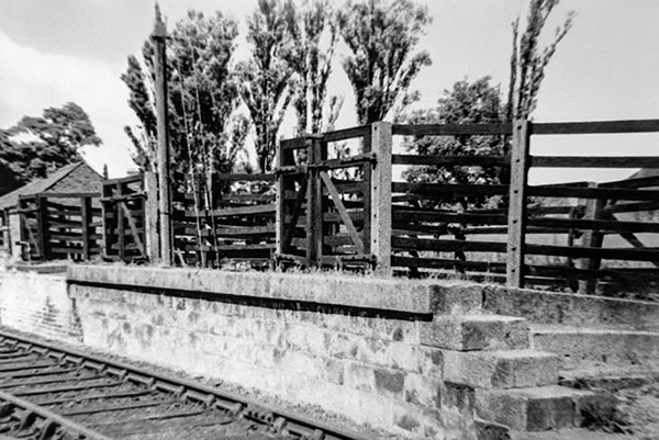 Cattle Dock